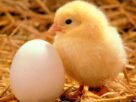 Origin of life: The chicken-and-egg problem - News In Air