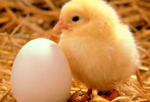Origin of life: The chicken-and-egg problem - News In Air